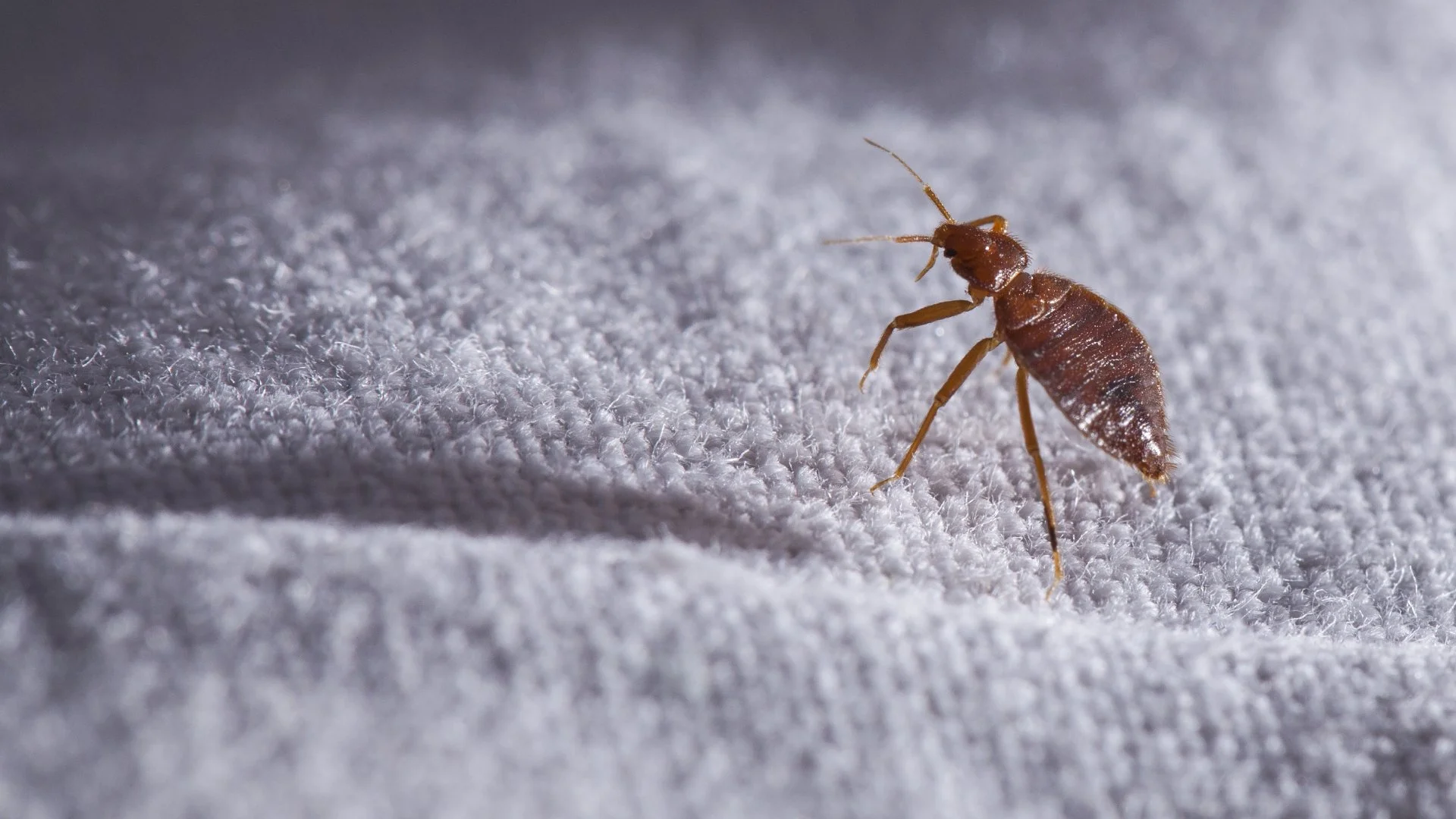 What to Expect When You Schedule a Bed Bug Control Treatment