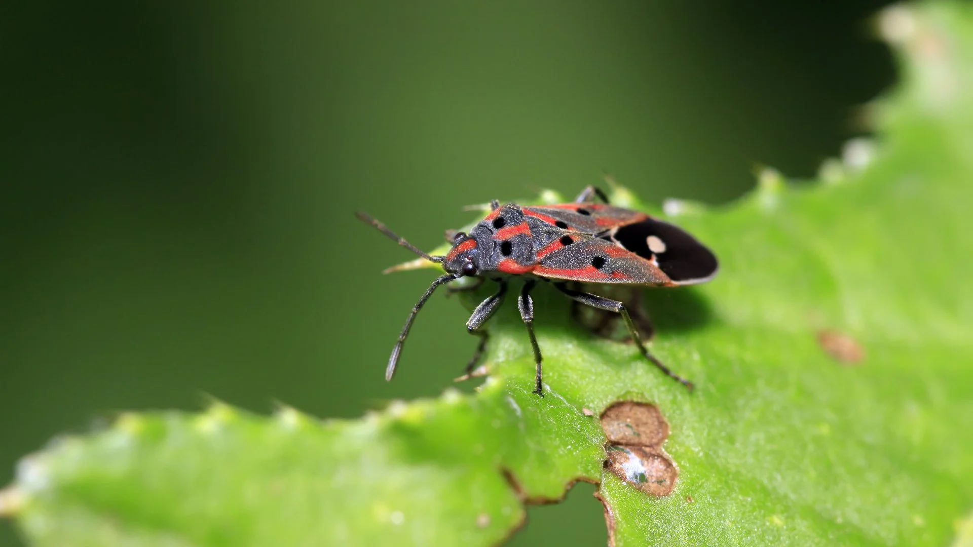 Be On the Lookout for Chinch Bugs! Here’s What to Know About These Pests