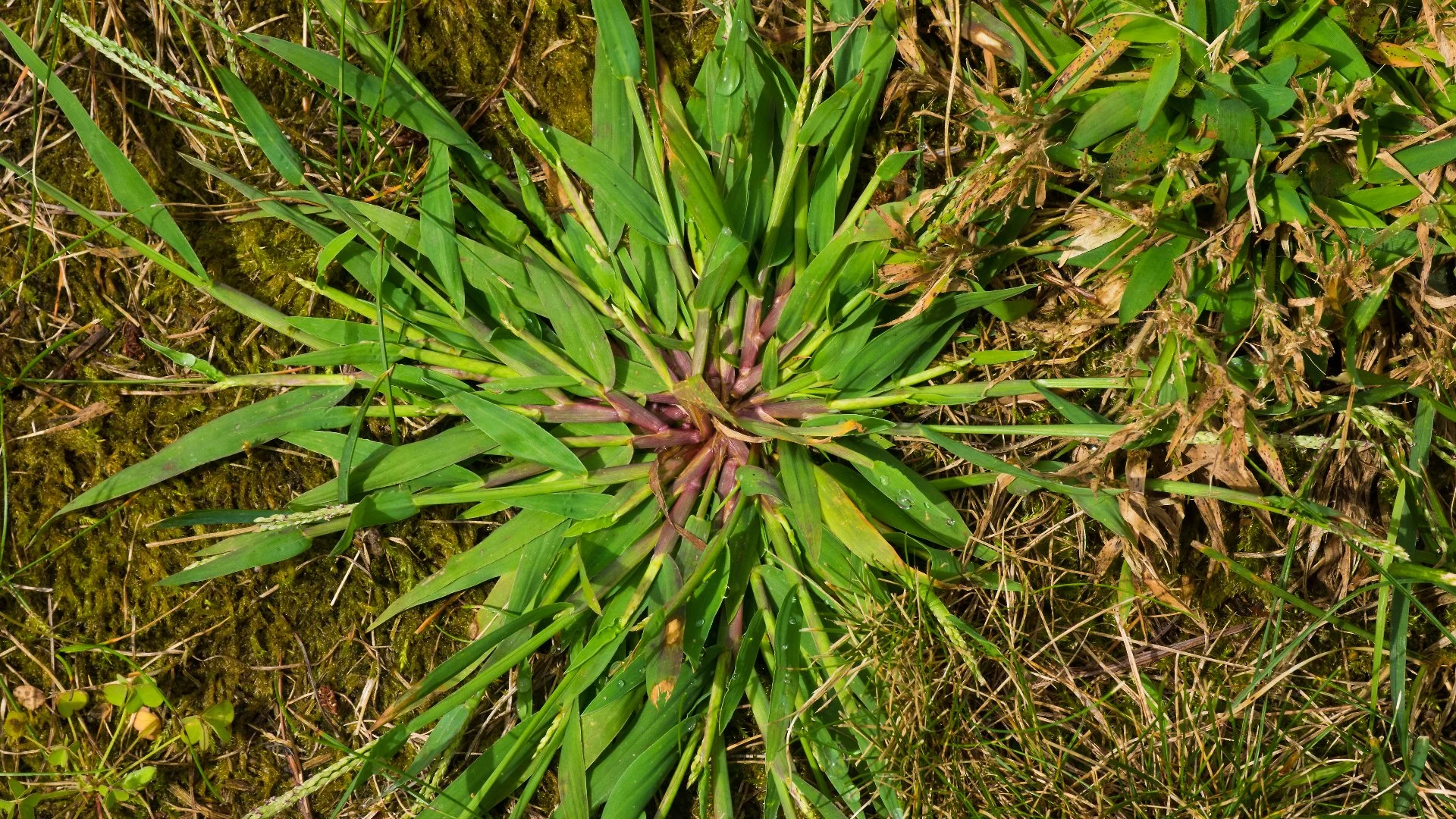 How Long Does It Take for Post-Emergent Weed Control to Eliminate Weeds?
