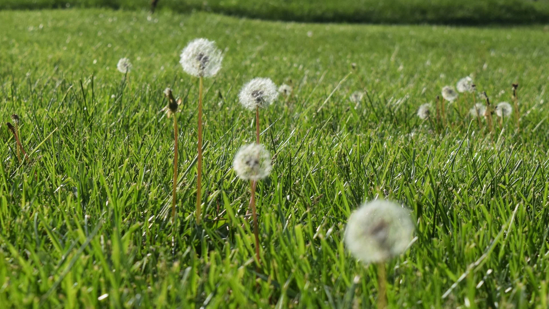 How Are Broadleaf & Grassy Weeds Different From Each Other?