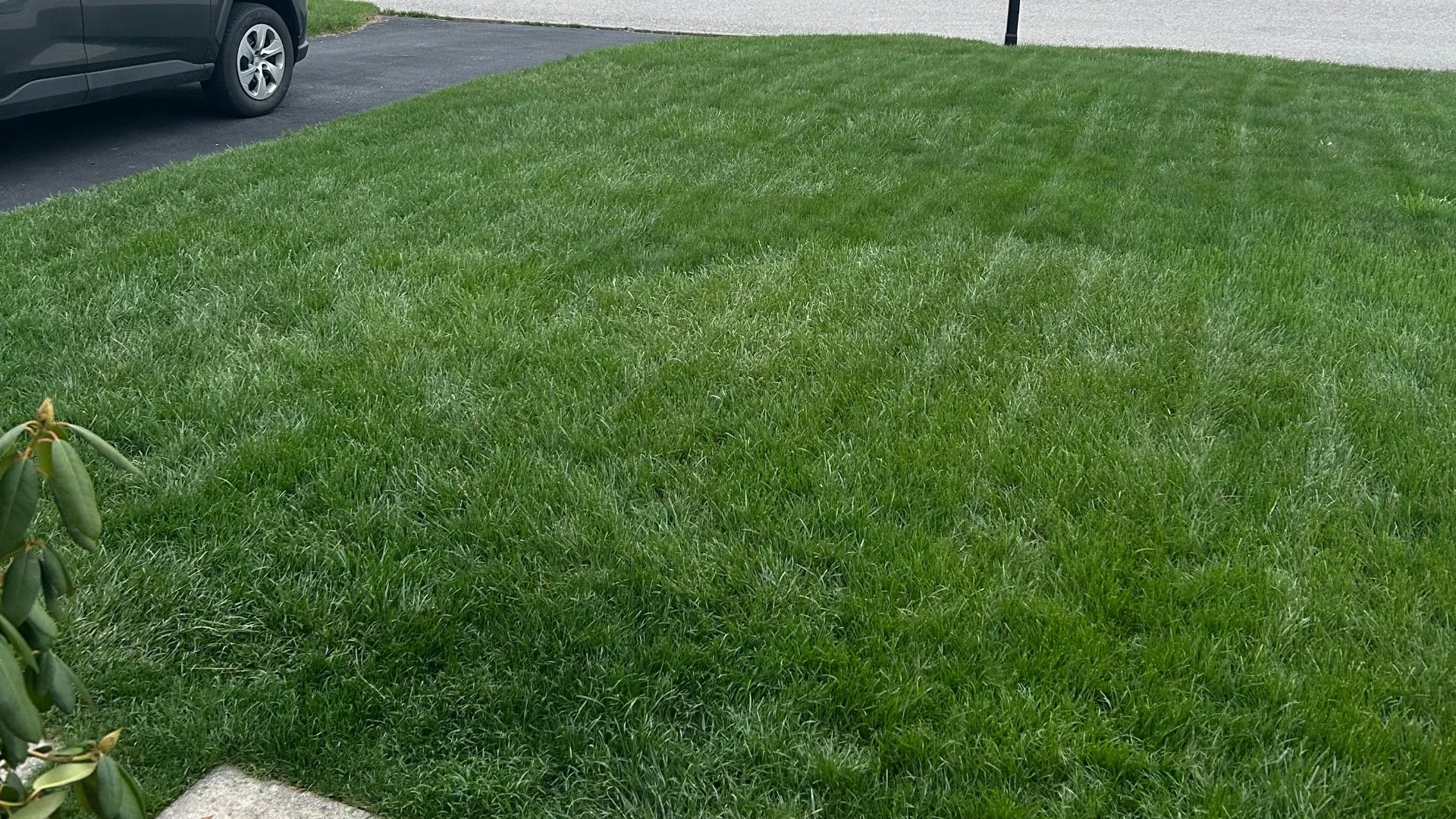 What Can Happen if You Apply Too Much Fertilizer to Your Lawn?