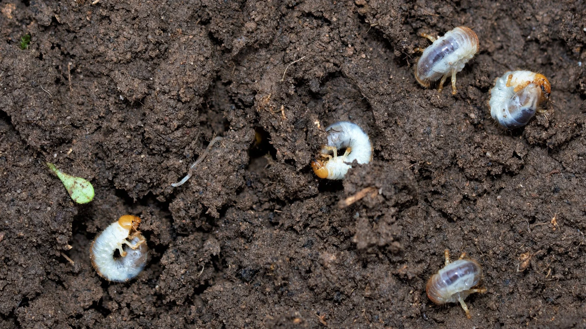 Chinch Bugs & Grubs Both Destroy Lawns - Which One Are You Dealing With?