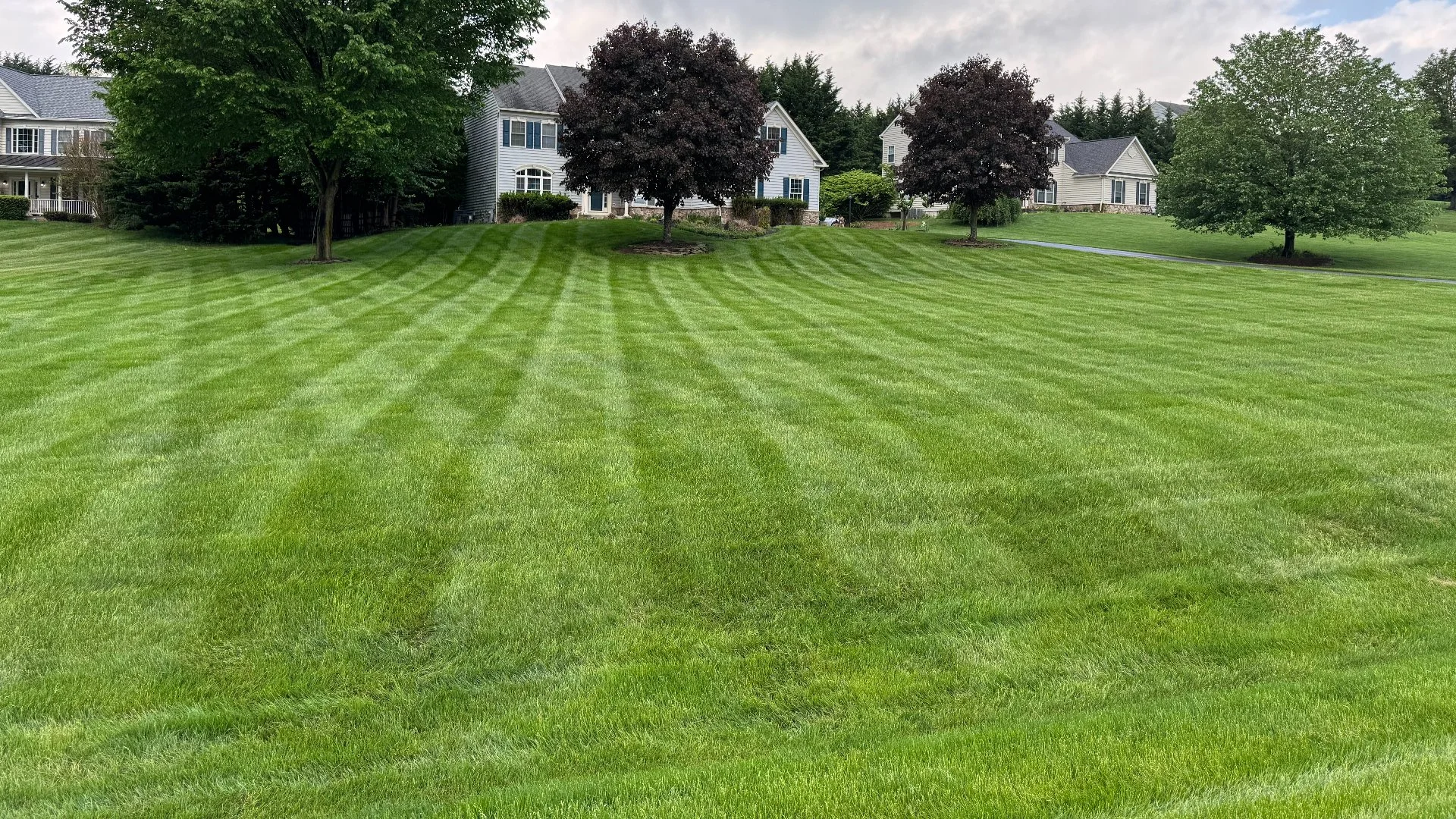 Overseeding Results: How Long Does It Take to See New Grass Growth?