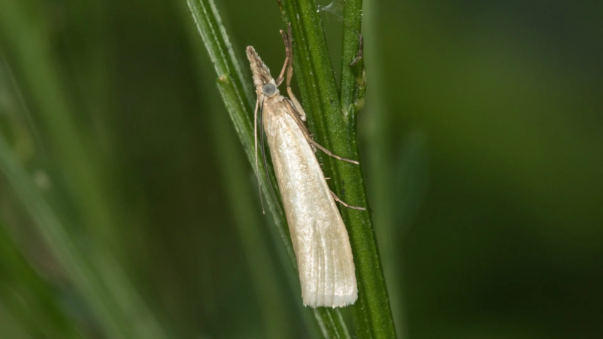 Sod webworm on lawn in Eldersburg, MD.