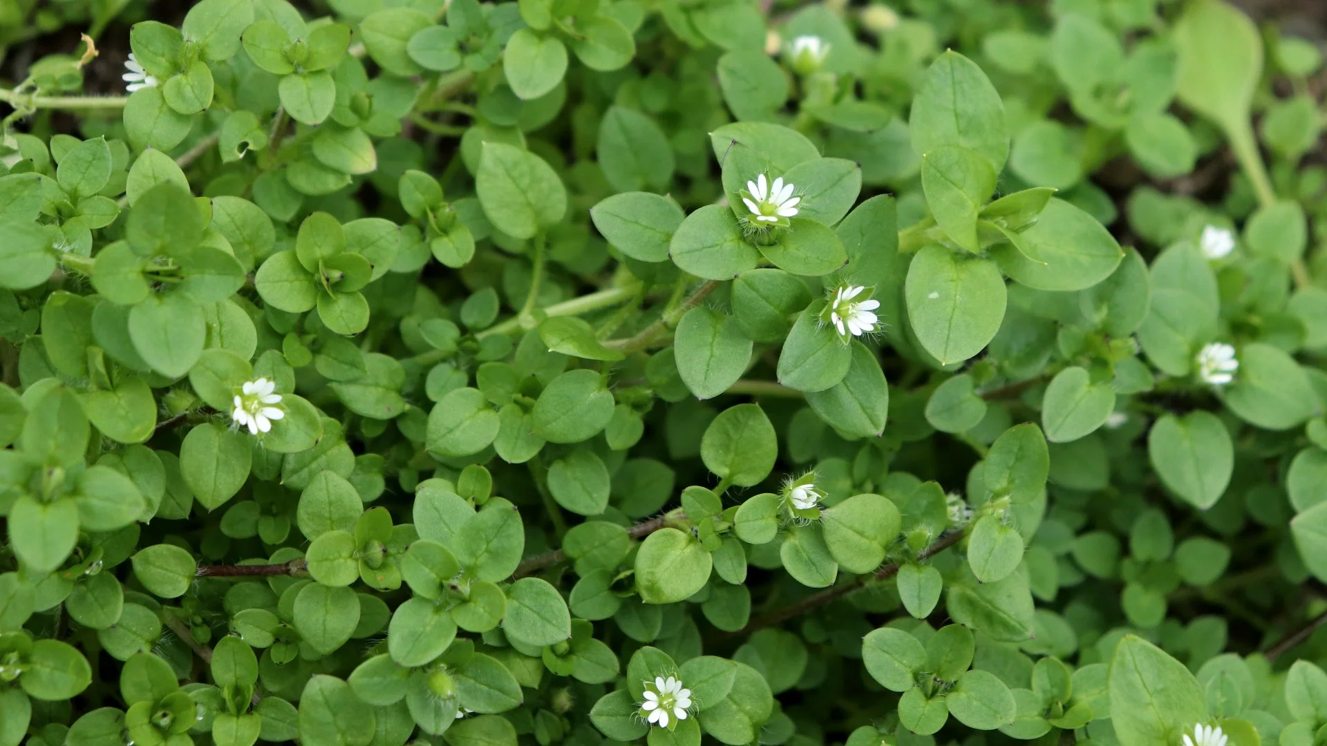 Lawns in Westminster, MD Frequently See These 5 Weeds!