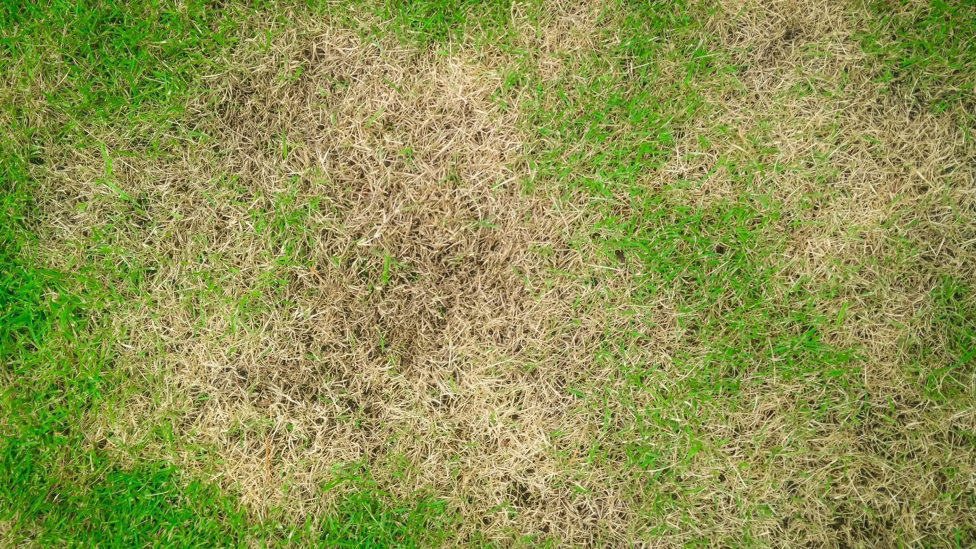 Brown Patch - A Common Lawn Disease Found in Maryland