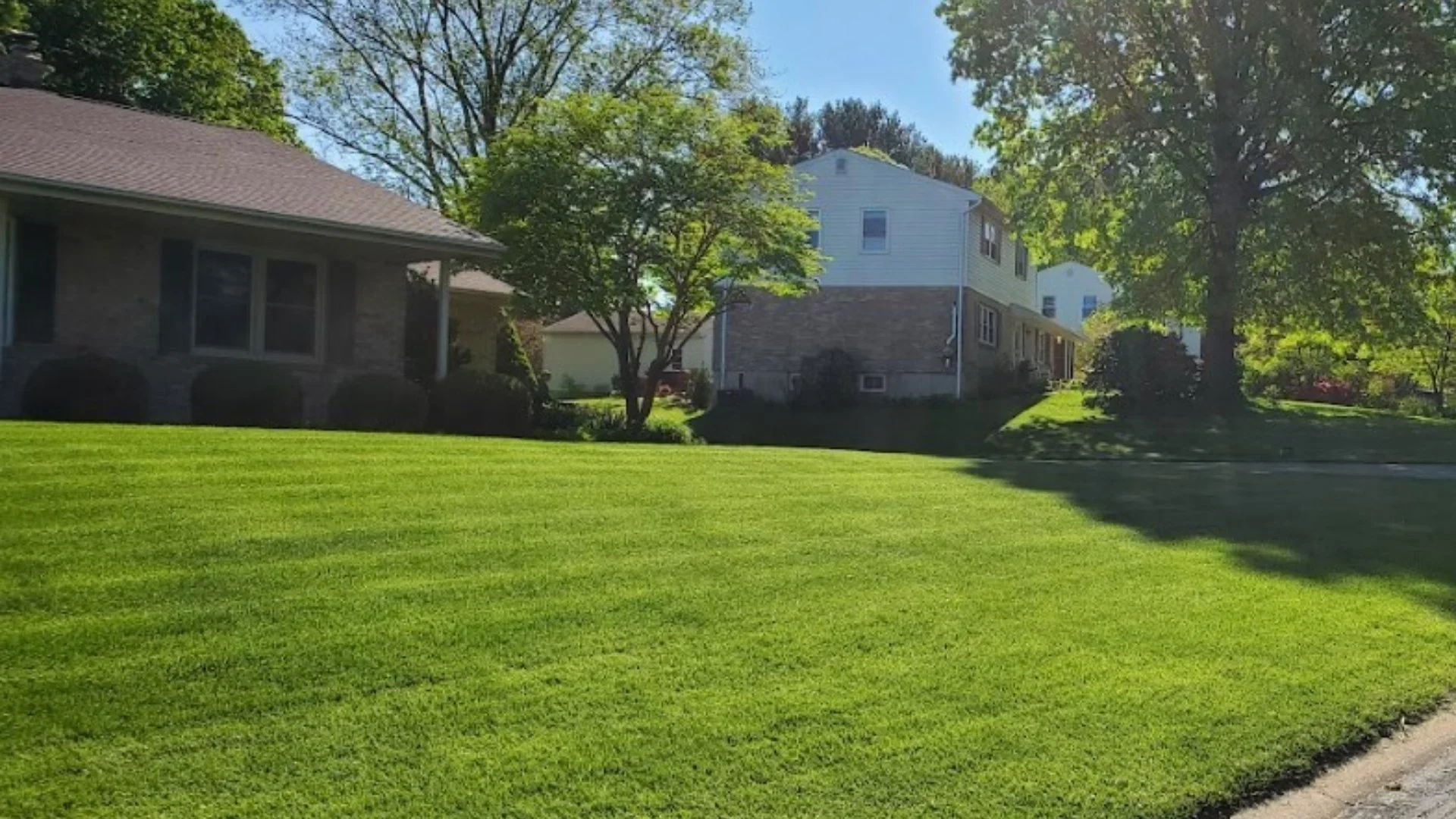 What Is Overseeding & Why Does Your Lawn Need It?
