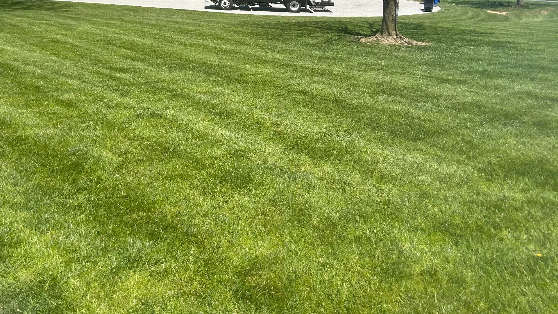 How Long Will It Take for Your Lawn to Absorb a Fertilization Treatment?