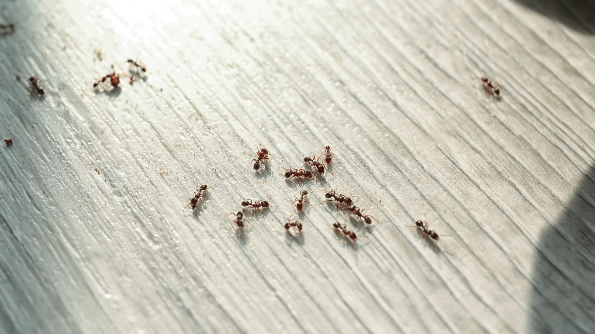 What You Should Do if You’re Seeing Ants Inside Your Home
