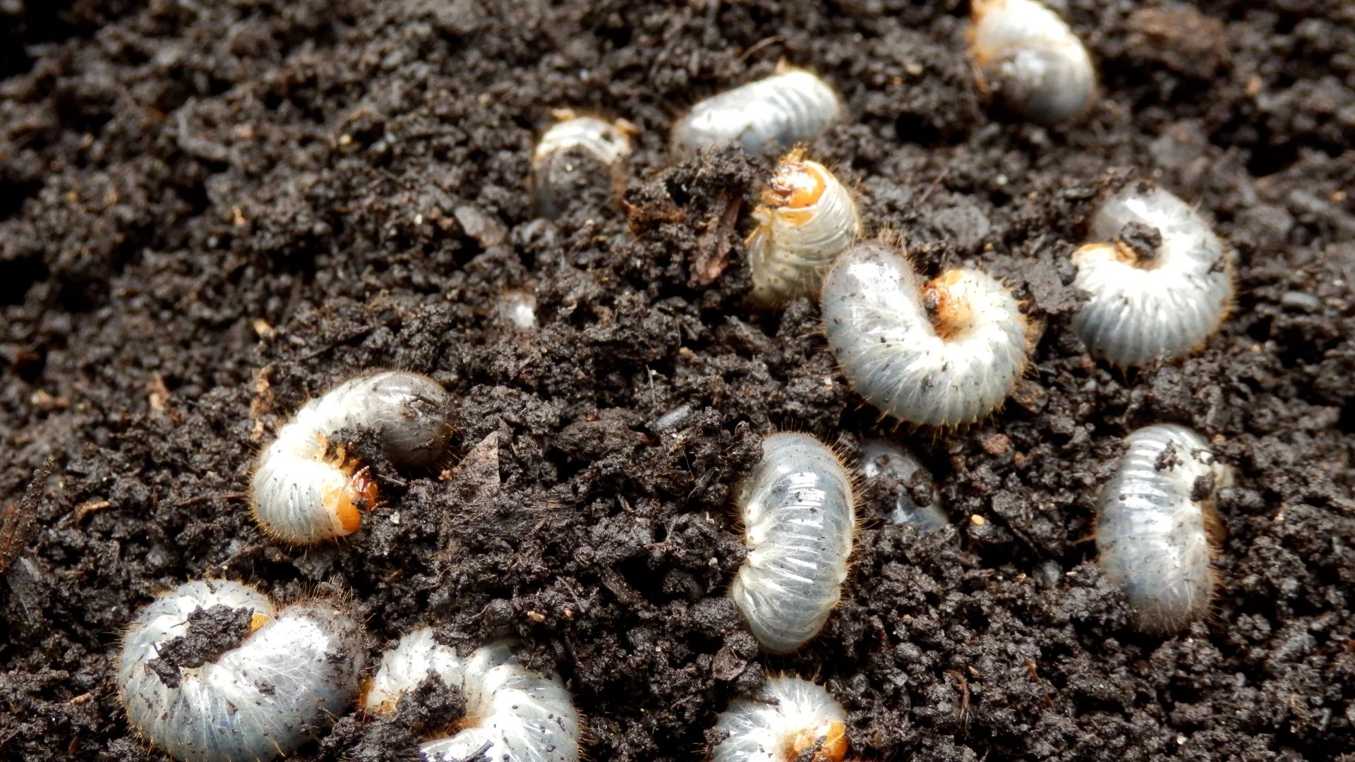 Avoid Grub Damage by Scheduling Preventative Grub Control