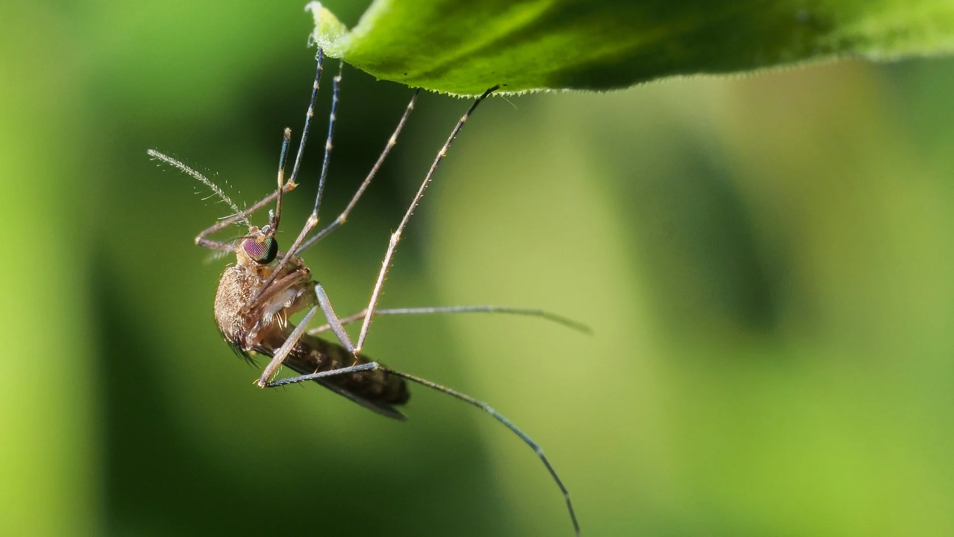Does Rain Cause Mosquitoes to Become More Active?