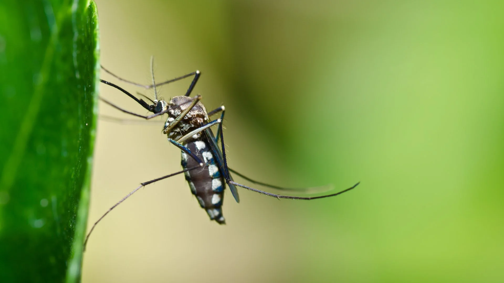 Mosquito on a landscape plant at a home in Westminster, MD.