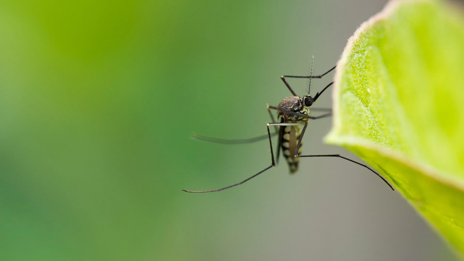 Expansive green lawn on a hill with a house in the background under a clear sky