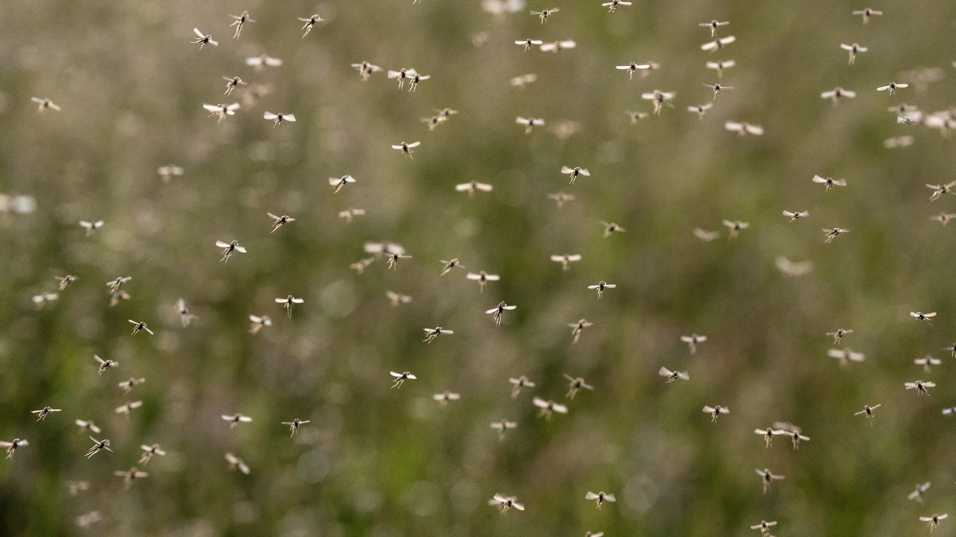 Stop Wasting Time With DIY Mosquito Control - Always Hire Pros!