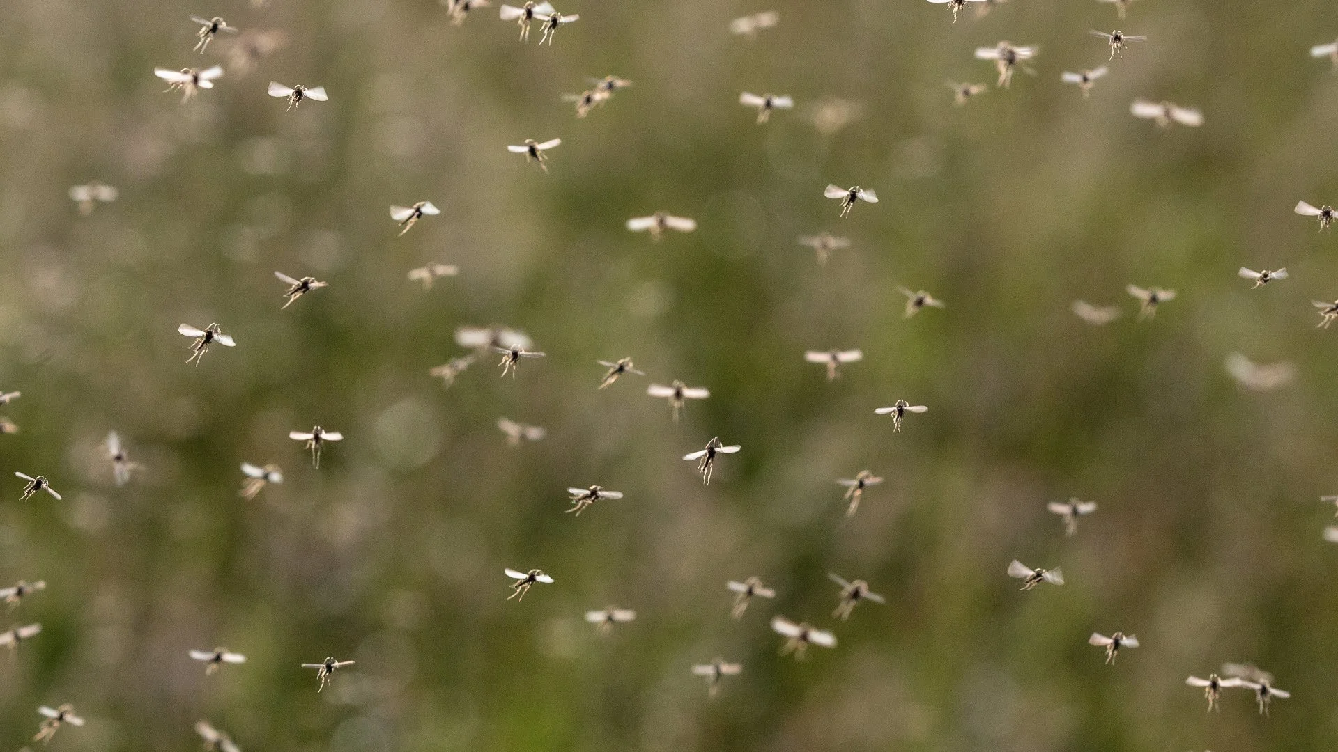Are Mosquito Bait Stations a Good Way to Target Mosquitoes?