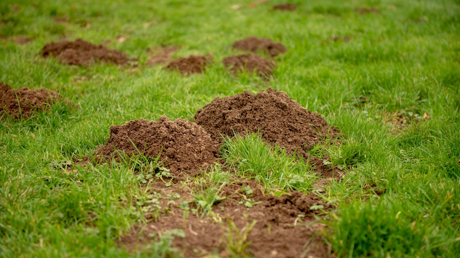 How to Identify Whether Your Lawn Has a Mole or Vole Infestation