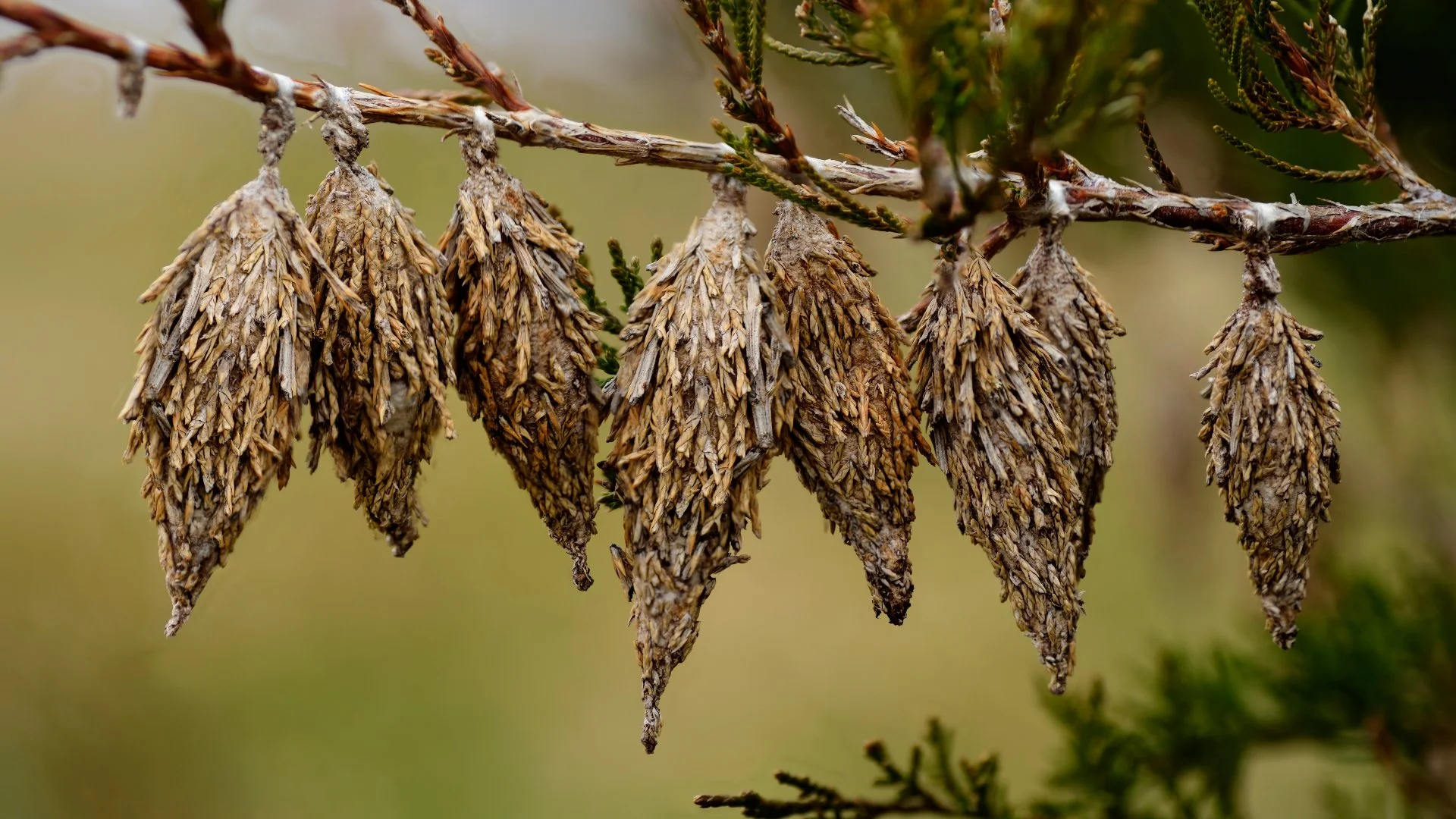 Be On the Lookout for Bagworms - A Threat to Your Plants!