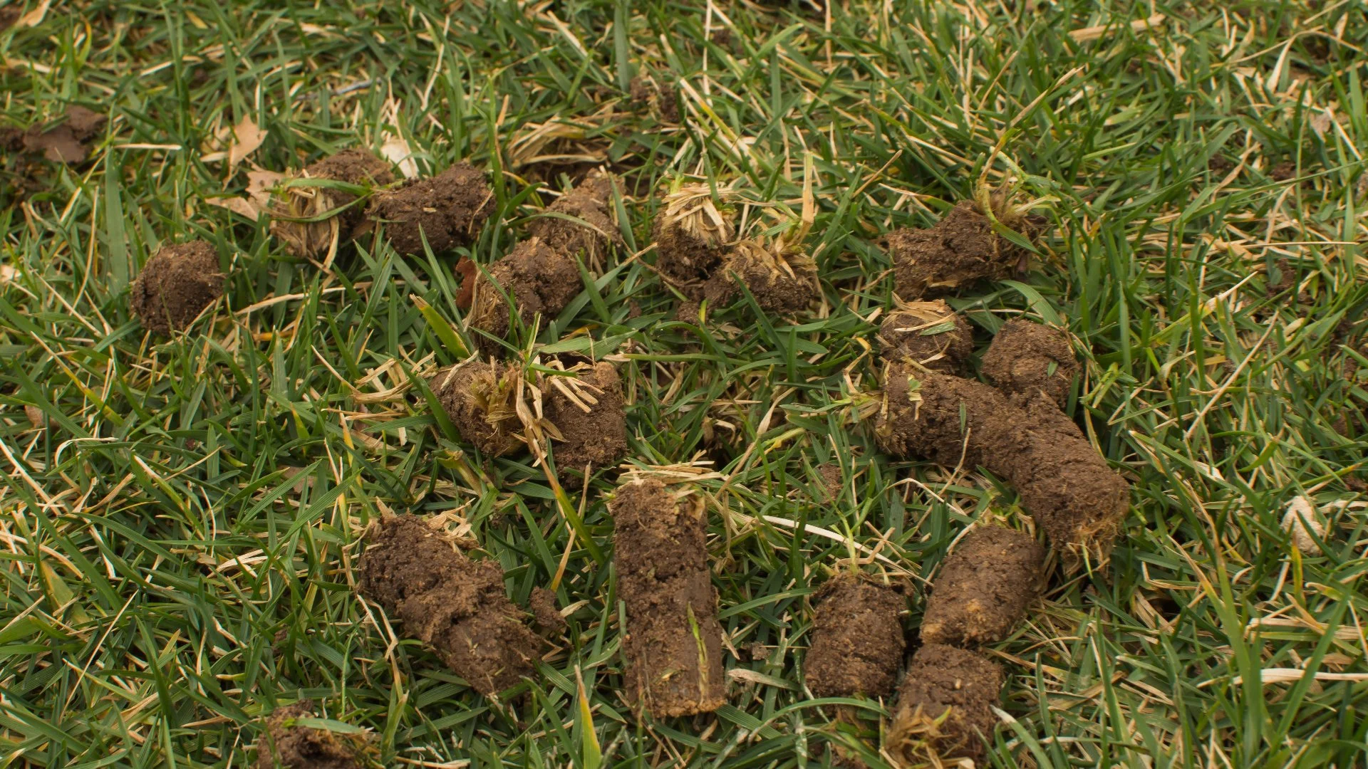 How to Deal With the Clumps of Soil All Over Your Lawn After Aeration