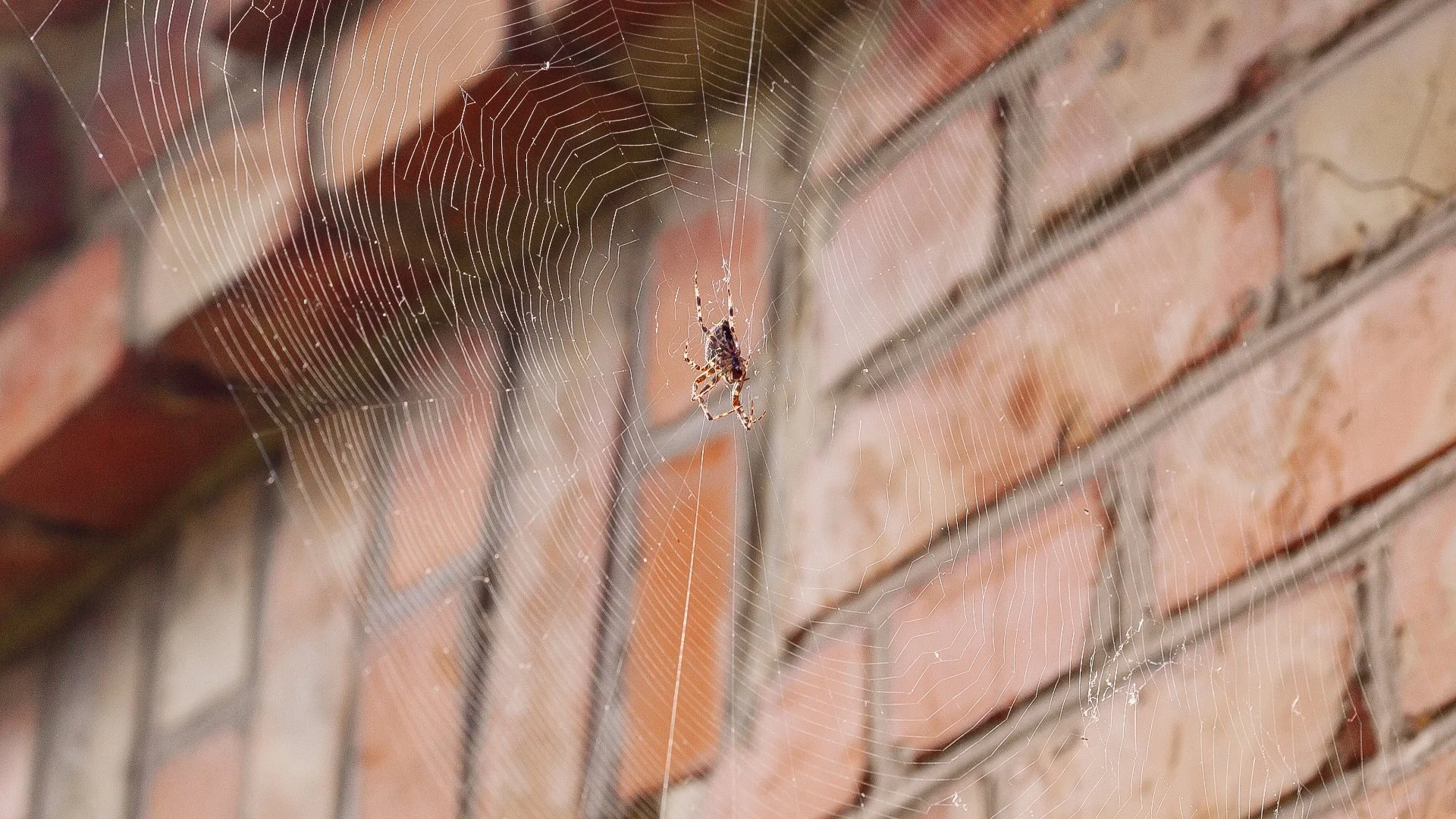 Don’t Waste Your Time on DIY Perimeter Pest Control - Leave It to Pros