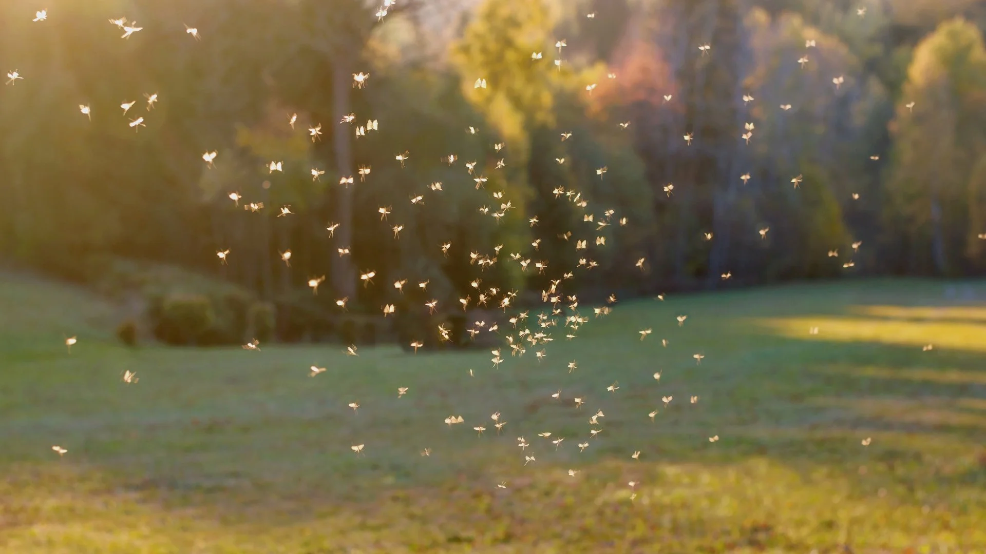 Achieve an Outdoor Space With Fewer Mosquitoes by Doing These 4 Things