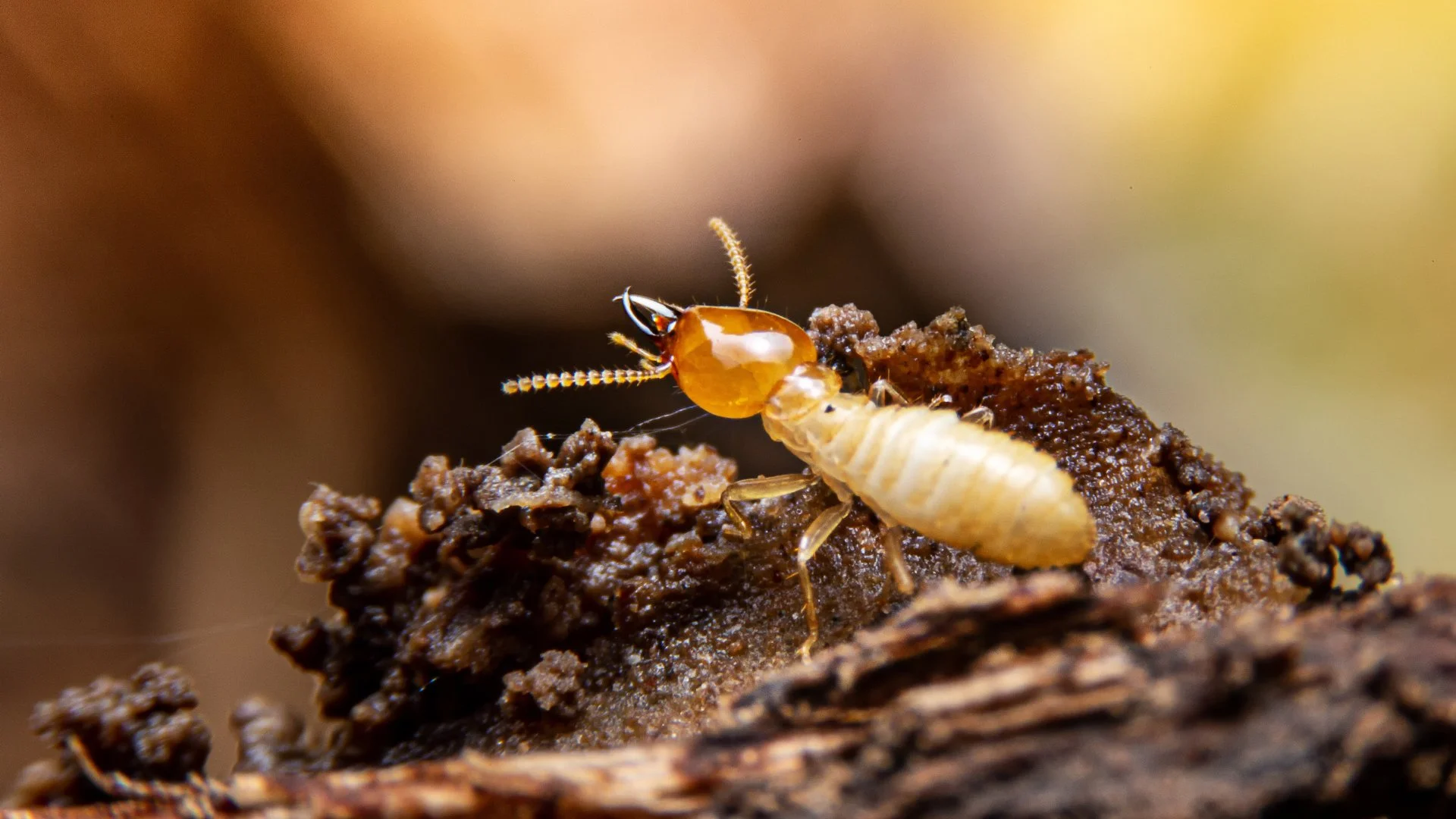 How Can You Tell if You Have a Termite Infestation?