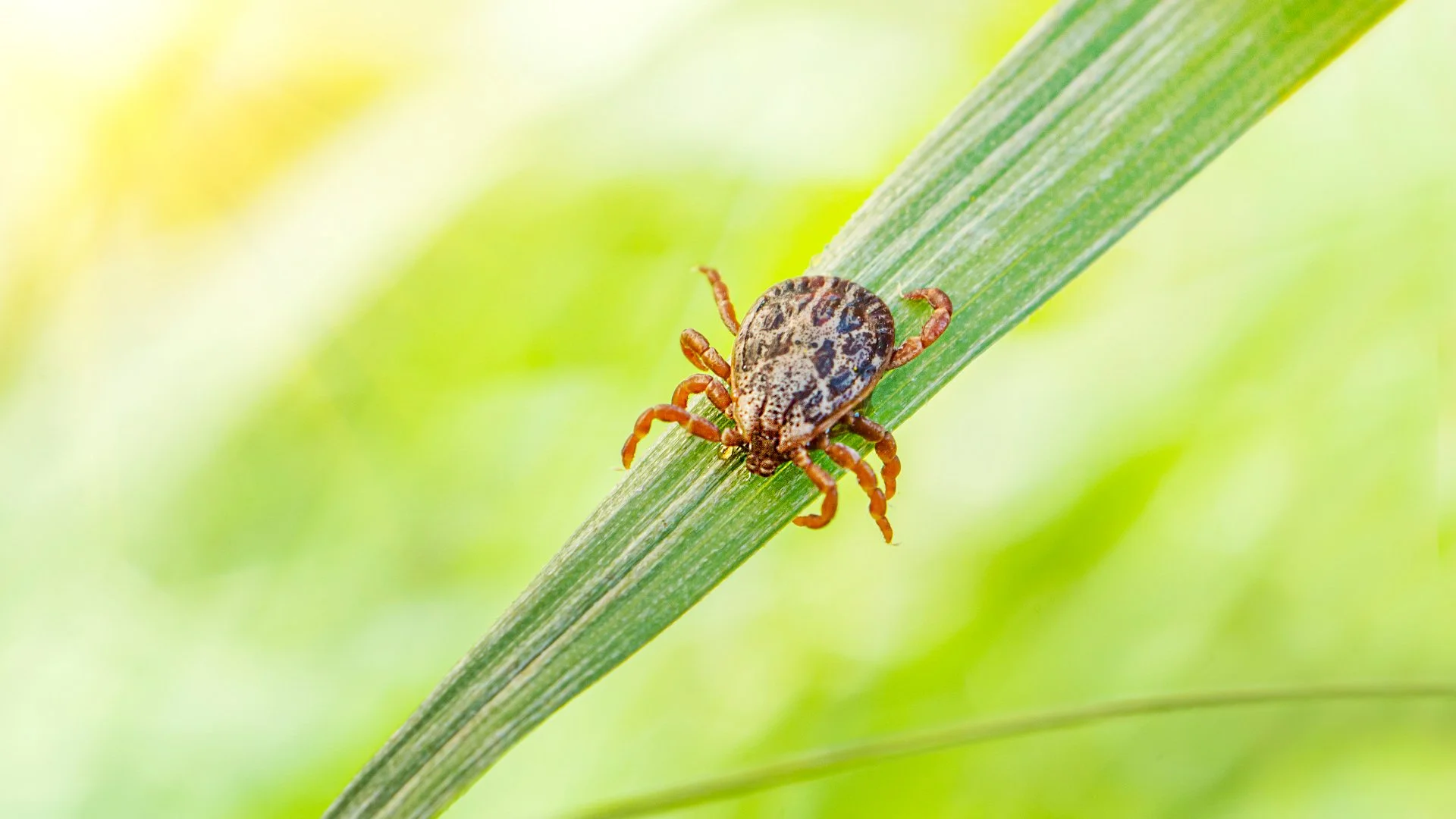 Get Ready for Tick Season - How to Protect Yourself From These Pests