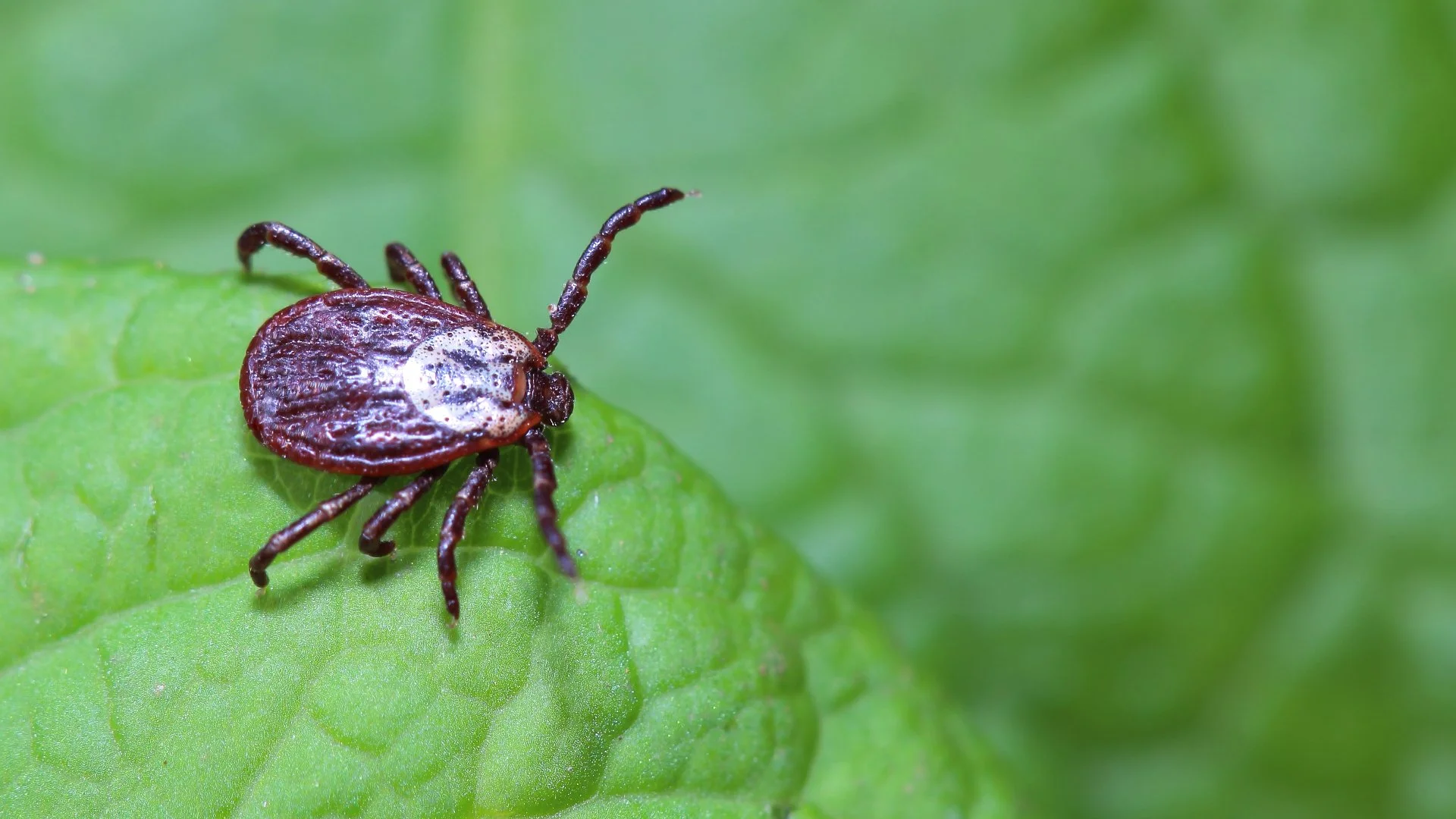 Tick on a plant at a home in Sykesville, MD.