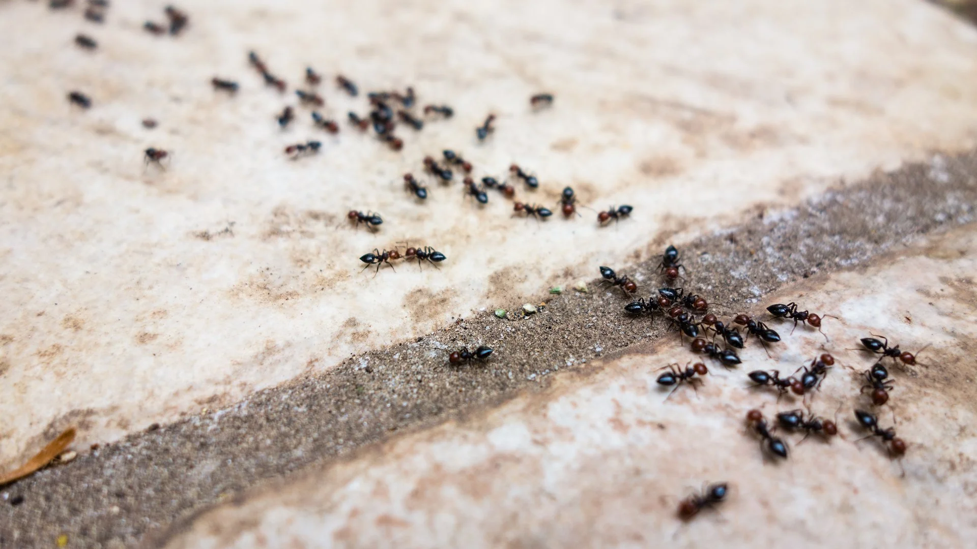 How to Make Your Indoor Space a Pest-Free Zone