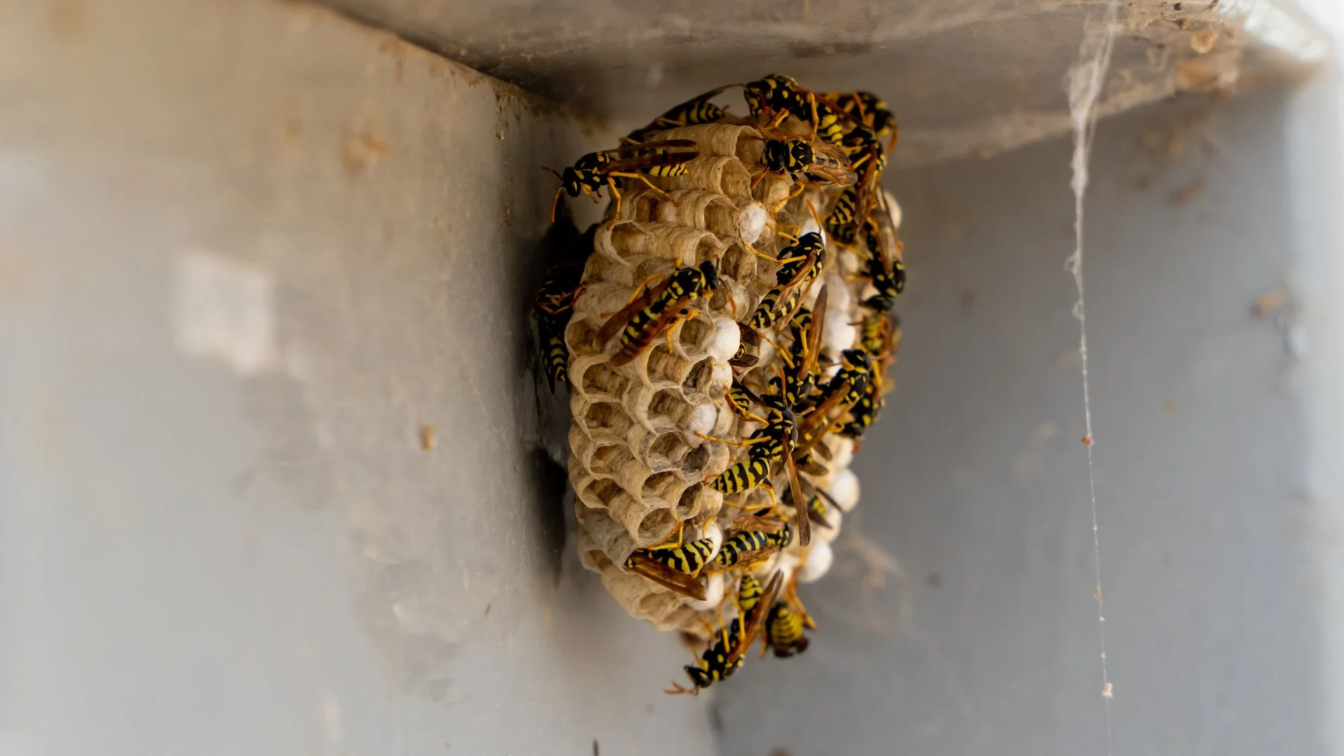 Wasps vs Hornets: What's the Difference?