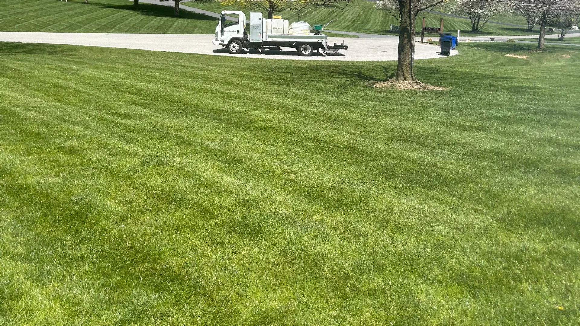 Weed-free front lawn in Westminster, MD.