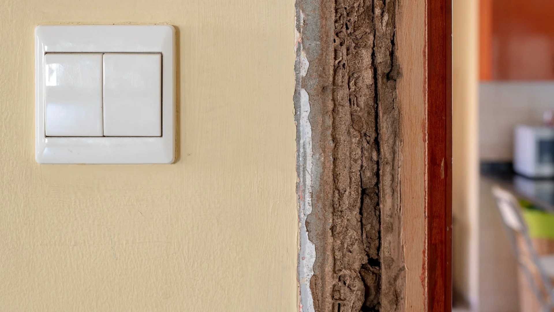 Is It Safe to Live In a House With Termites?