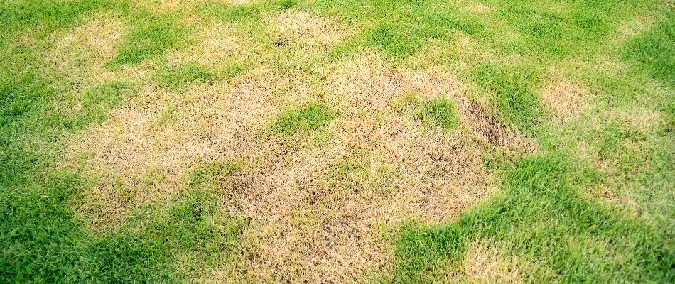 Brown patches of grass on a lawn in Westminster, MD.