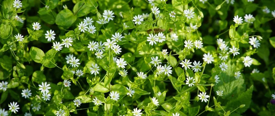 Chickweed flowers in Westminster, MD.