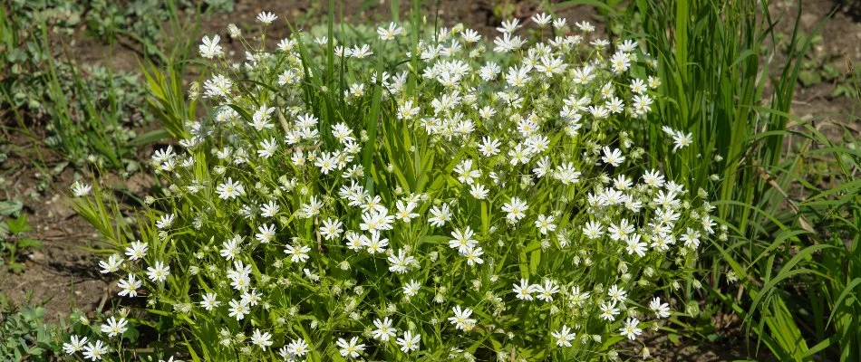 White flowers of a chickweed in Westminster, MD.