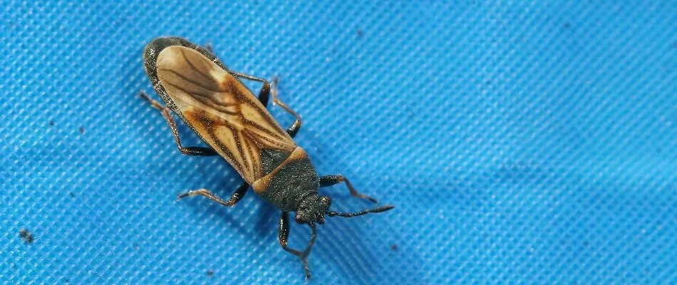 Chinch bug on blue plastic in Westminster, MD.
