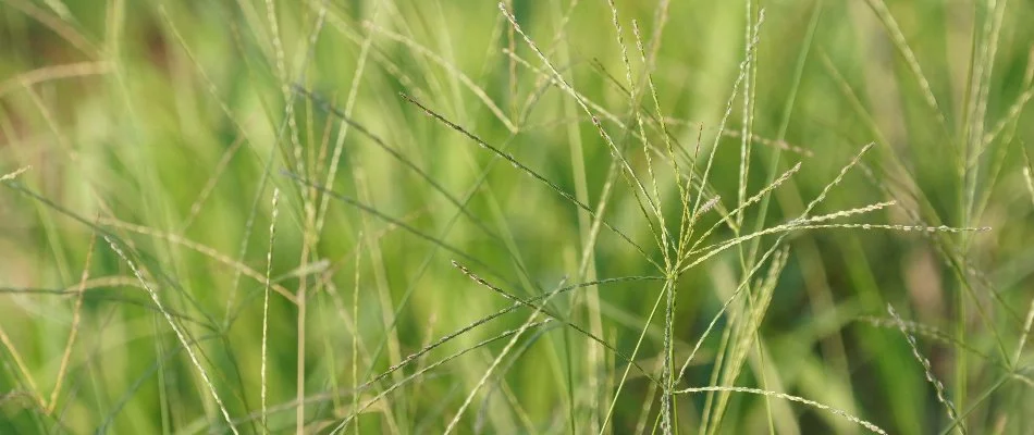 Close up of crabgrass weeds in Westminster, MD.