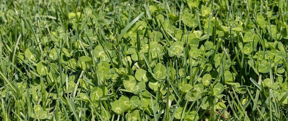 Clover weeds in Westminster, MD.