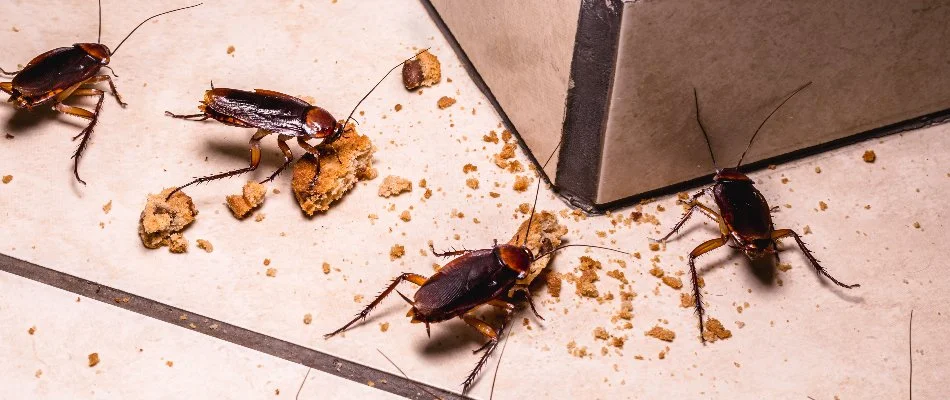 Cockroaches in Westminster, MD, feeding on food crumbs.