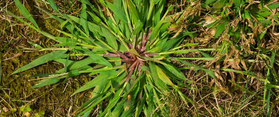 Crabgrass weed on a lawn in Westminster, MD.