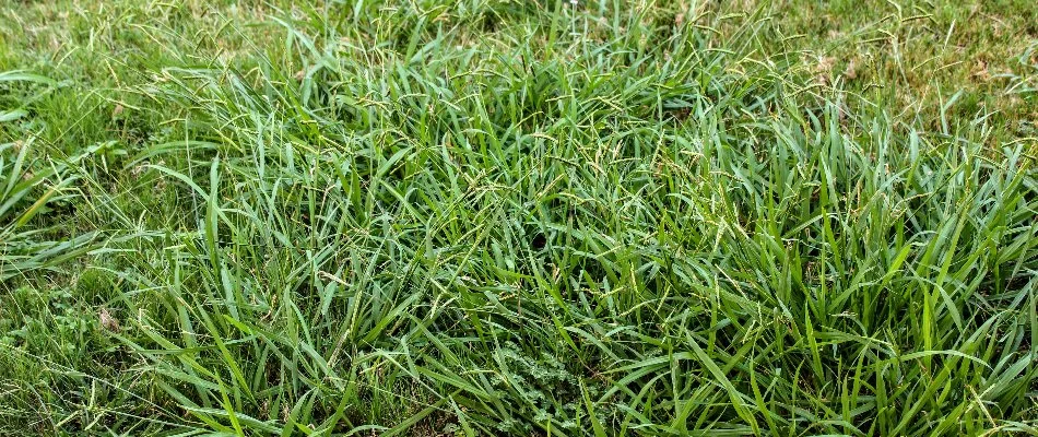 Lawn in Westminster, MD, with crabgrass weeds.