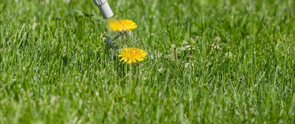 Dandelions being sprayed on a lawn in Westminster, MD.