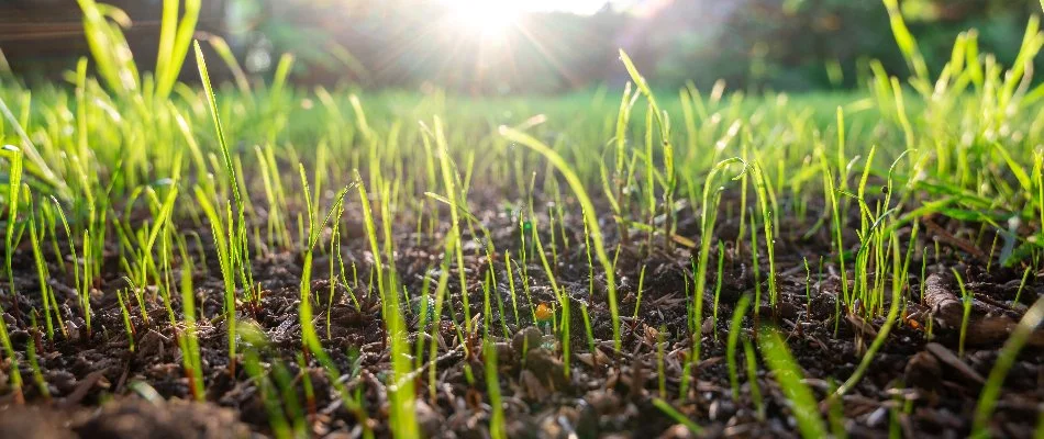 Grass seedlings growing on soil in Westminster, MD.
