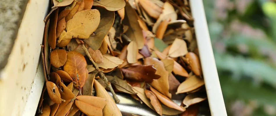 Gutters full of brown leaves in Westminster, MD.