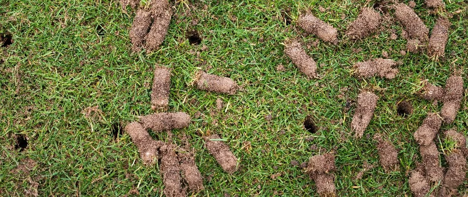 Holes on lawn in Westminster, MD, with aeration plugs.