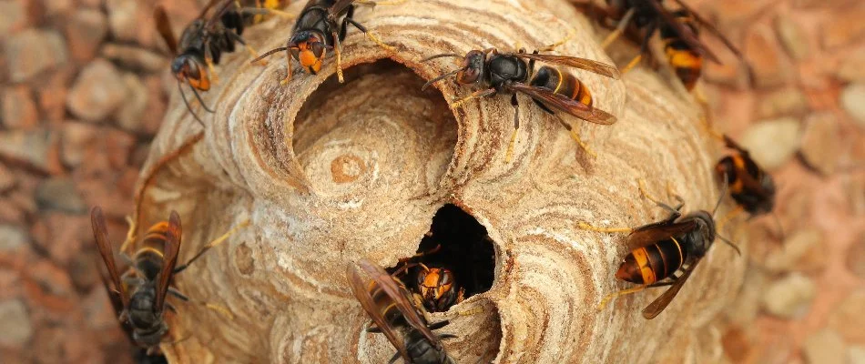 Hornets in Westminster, MD, on their nest.