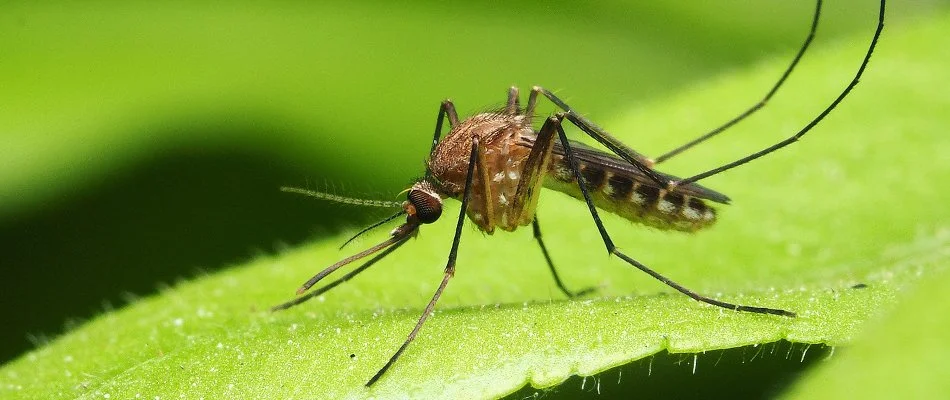 Leaf with a mosquito in Westminster, MD.