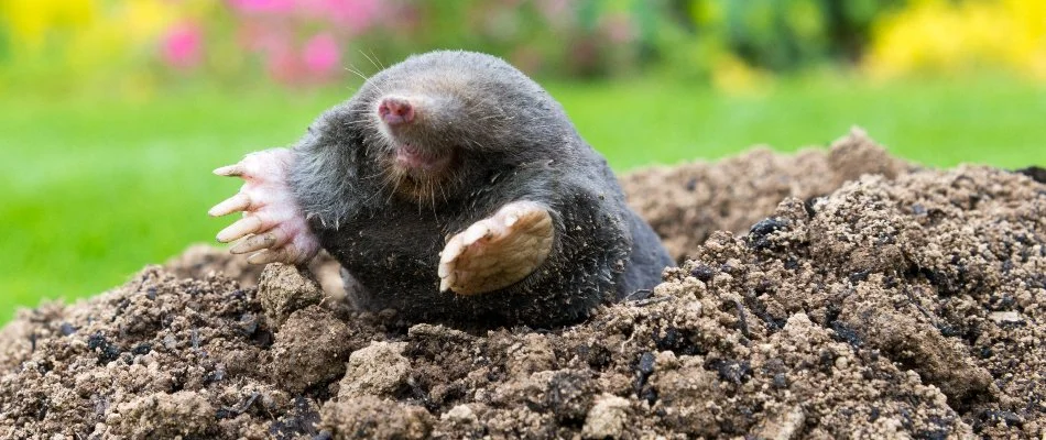 Mole emerging from a pile of dirt in Westminster, MD.