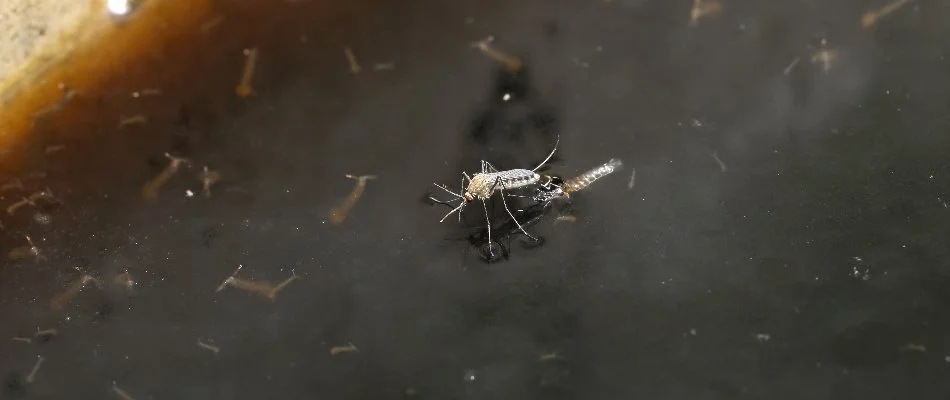 Mosquito on standing water in Westminster, MD, with larvae.