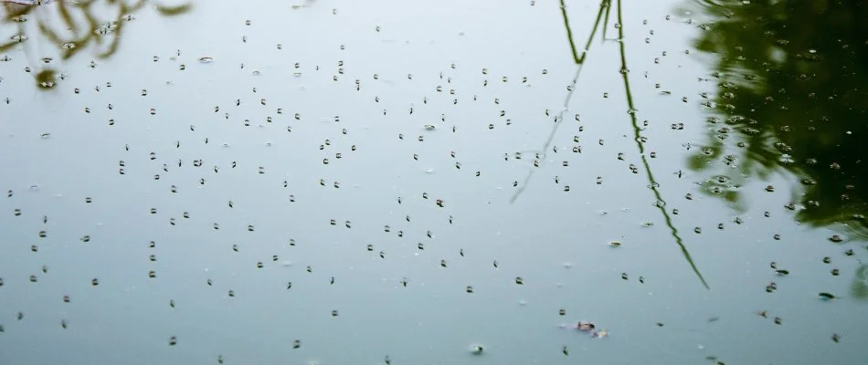 Mosquitoes on water in Westminster, MD.