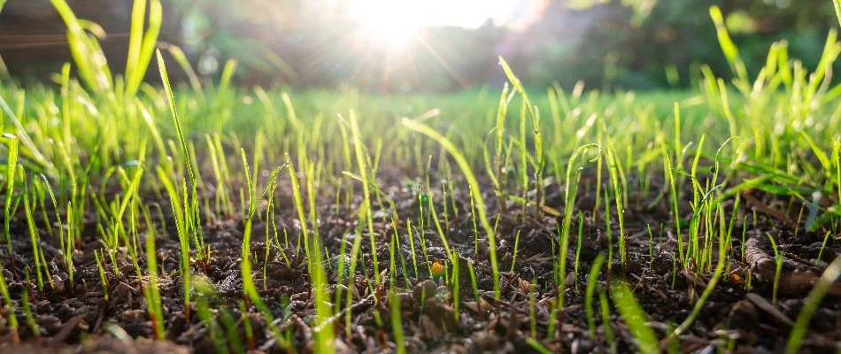 New grass growth in soil in Westminster, MD.